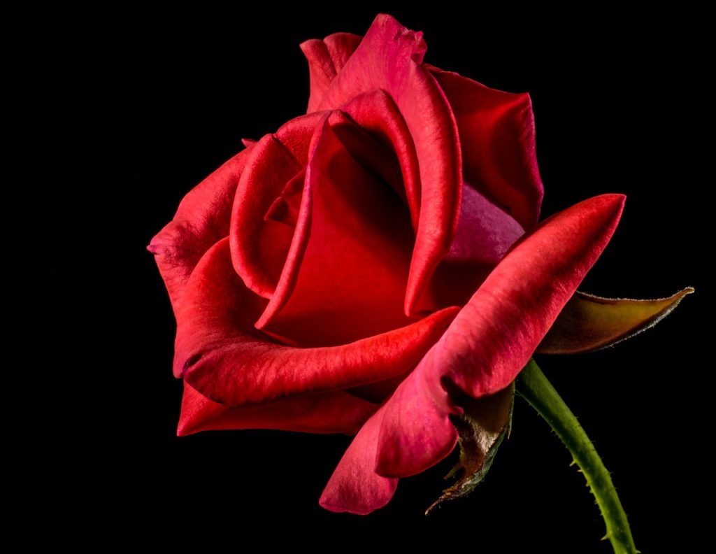 ローザ 由来 ローズ 赤いバラ